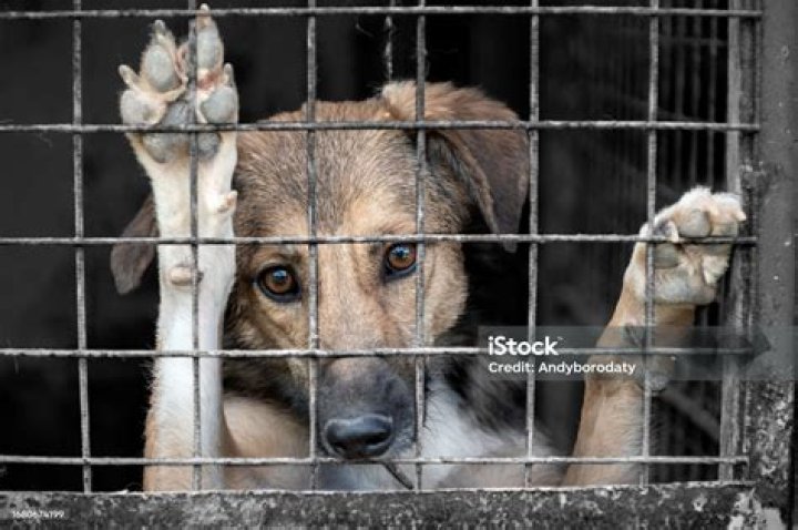 Are abused dogs clingy?