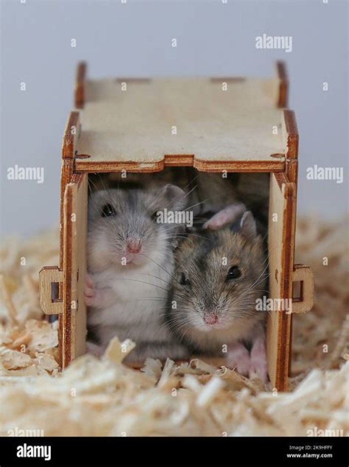 Are male or female hamsters better?