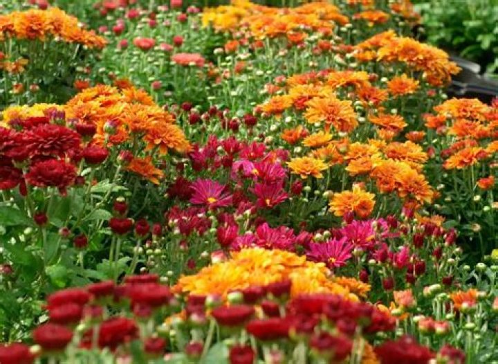 Are mums indoor or outdoor plants?