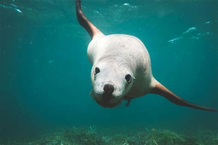 Are sea lions native to Bahamas?