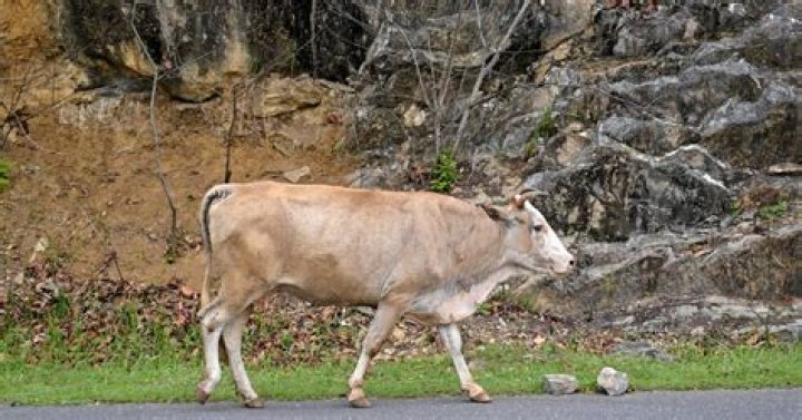 Are there cows on Hawaii?
