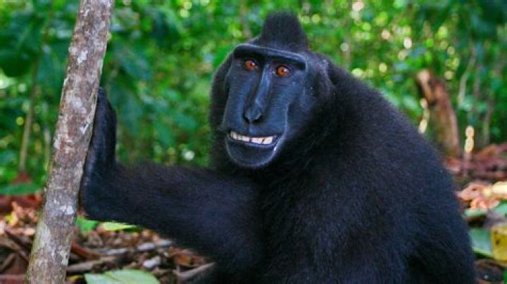 Are there monkeys in Antarctica?