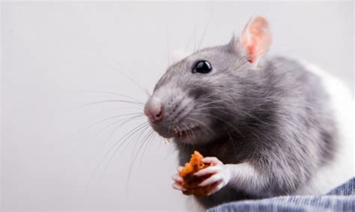 Can a human eat a rat?