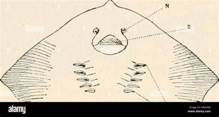 Can a human have gills?