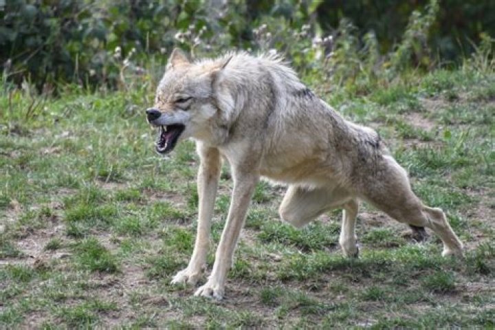 Can a wolf bark like a dog?