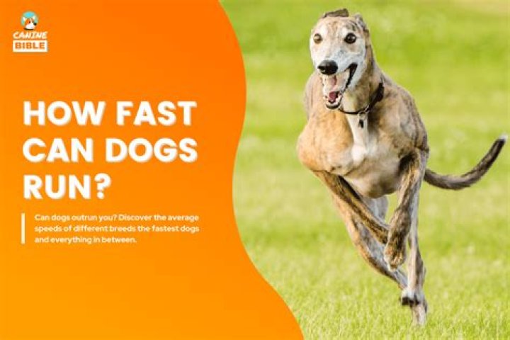Can dogs run themselves to death?
