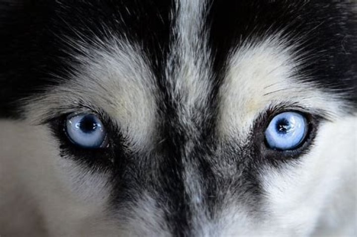 Can humans have Husky eyes?