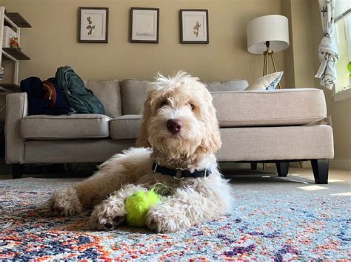 Can Labradoodles be left alone?