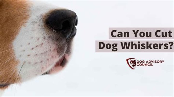 Can you cut off a dog's whiskers?