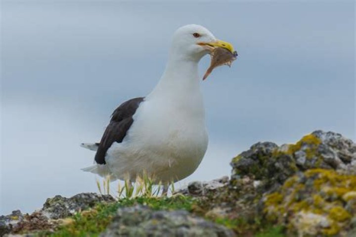 Can you eat raw seagull?
