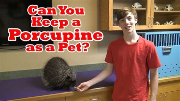 Can you pet a porcupine?