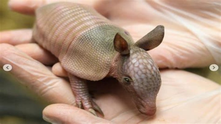 Can you pick up a baby armadillo?
