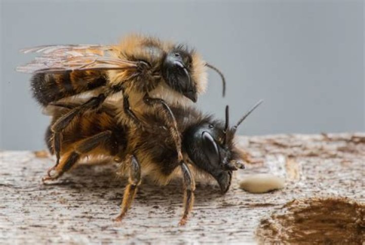 Do all bees have 4 wings?