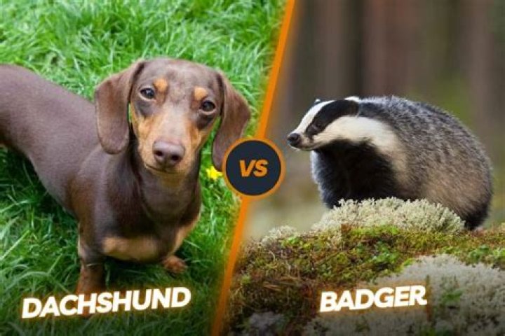 Do badgers eat dogs?