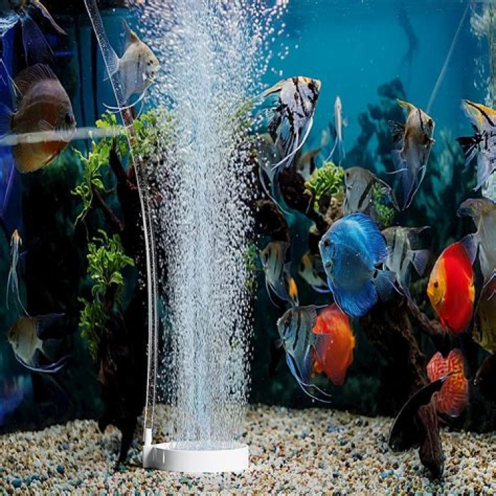 Do bettas need a bubbler?