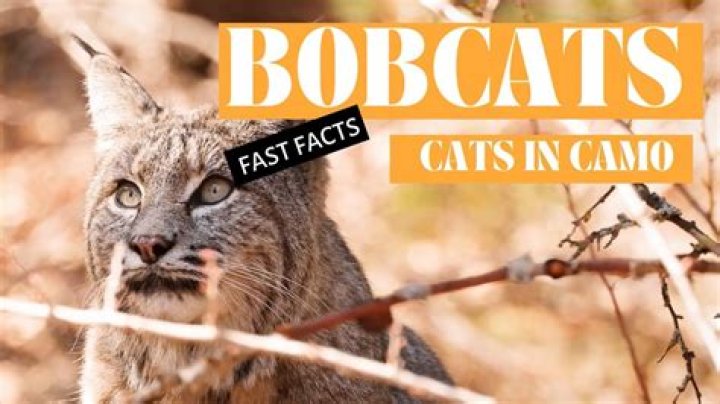 Do bobcats come out in the daytime?