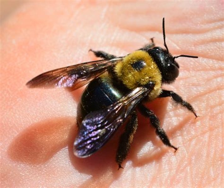 Do carpenter bee stings hurt?