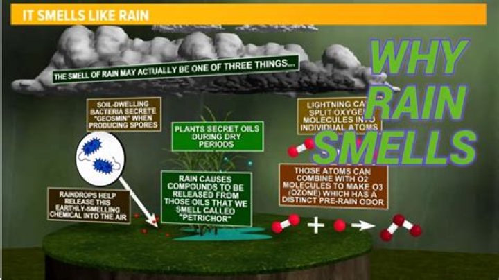 Do cats like the smell of lime?