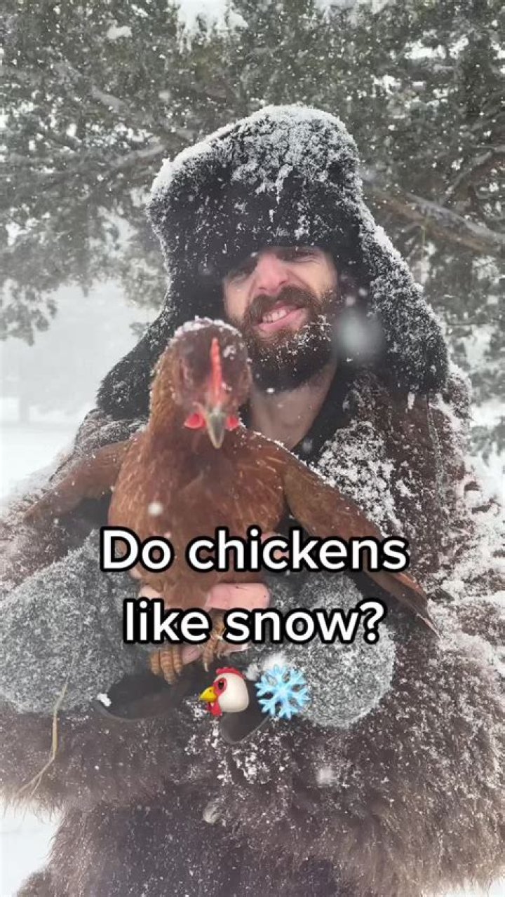 Do chickens like snow?