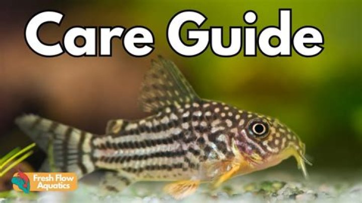 Do cory catfish like sand or gravel?