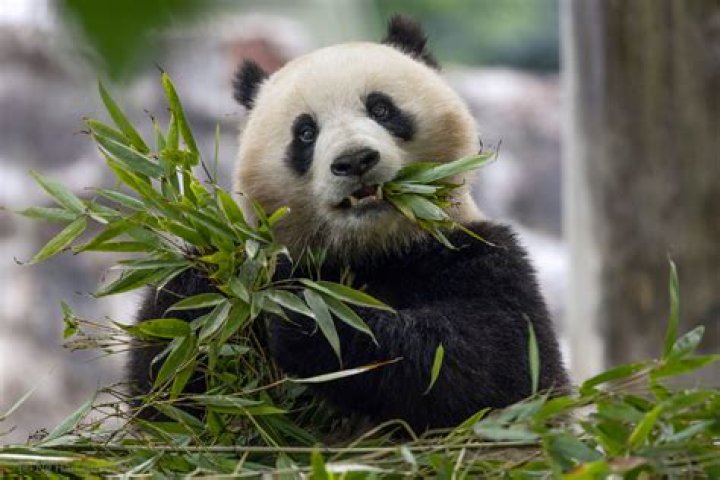 Do pandas have teeth?