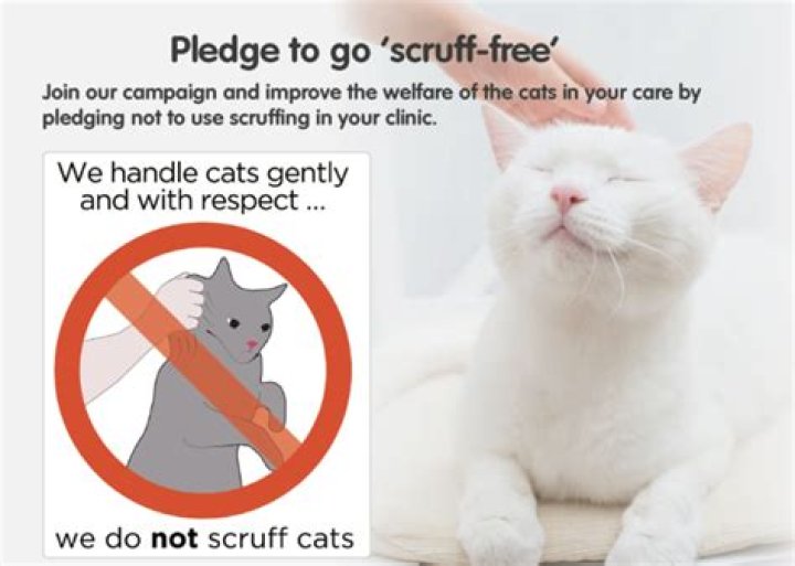 Does holding a cat by the scruff hurt them?