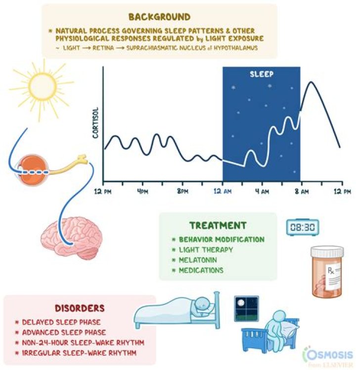 Does serotonin increase at night?