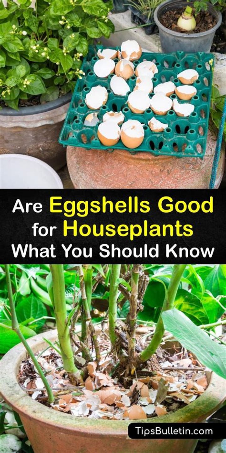 How do I add eggshells to my house plants?
