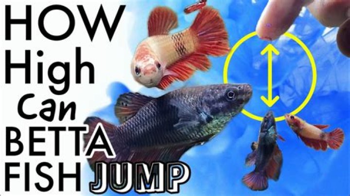 How do I communicate with my betta fish?