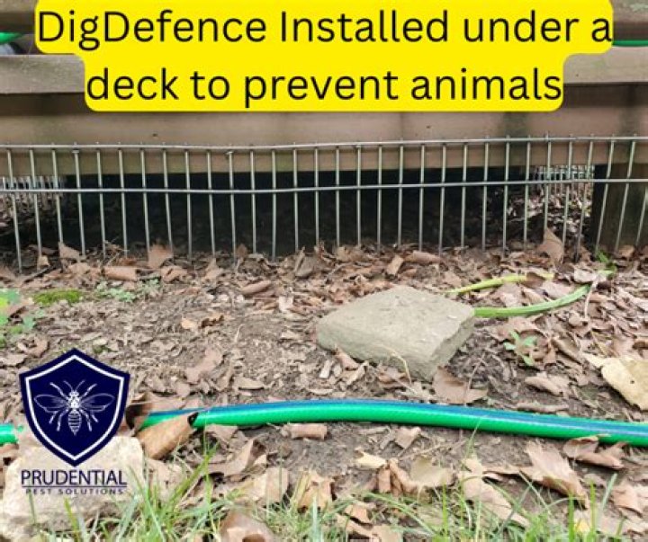 How do I keep rodents from digging in my yard?
