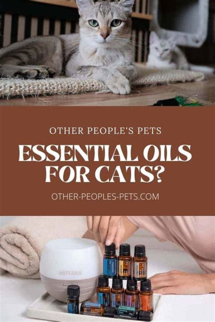 How do you diffuse essential oils around cats?