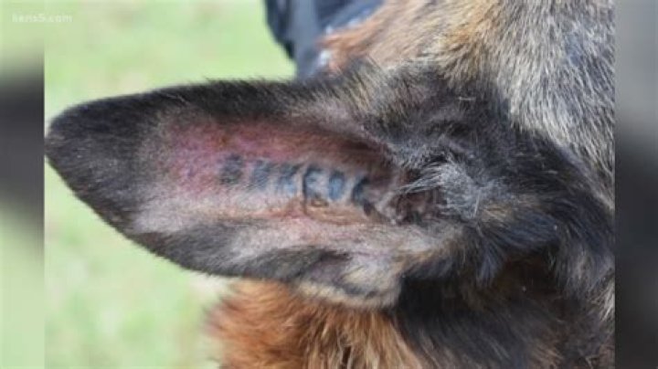 How do you identify a dog's tattoo?