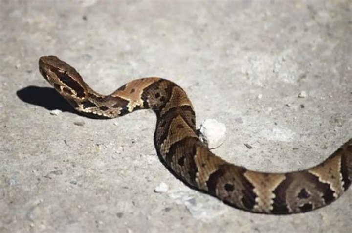 How do you identify a snake?