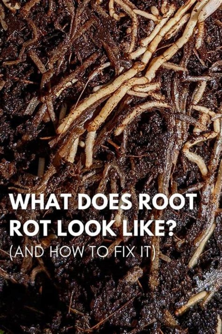 How do you reverse root rot?
