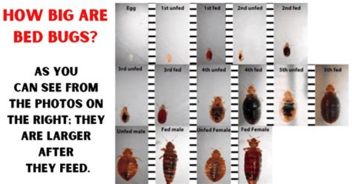 How long does it take for an adult bed bug to turn into an egg?