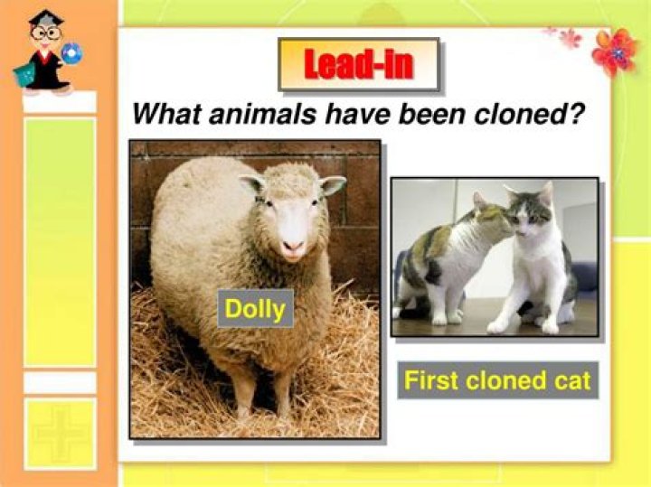 How many animals are cloned?