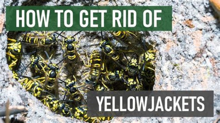 How many babies do yellow jackets have?