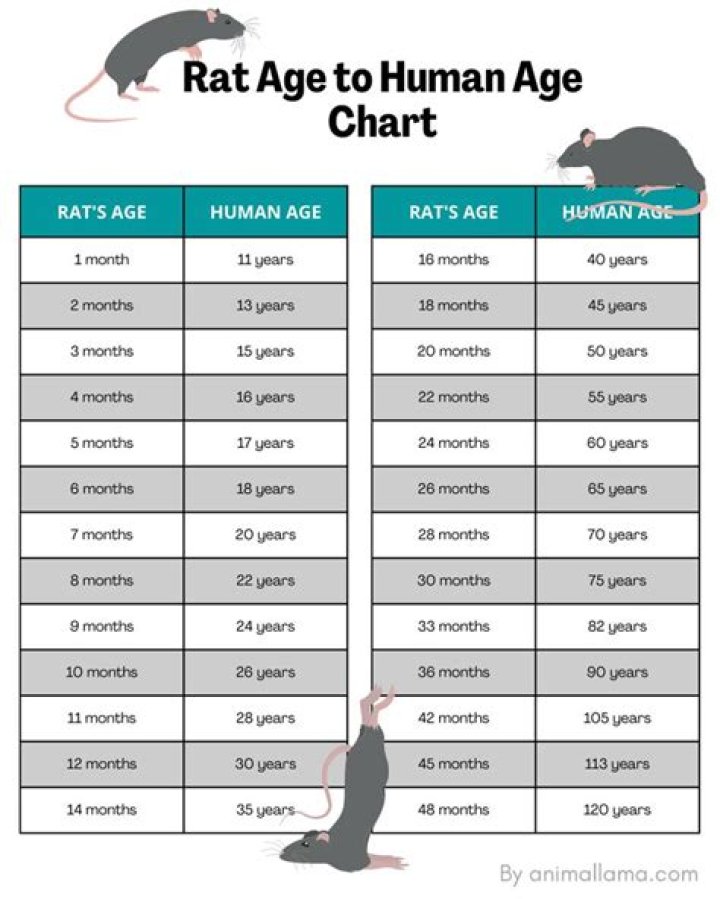 How old do rats get?
