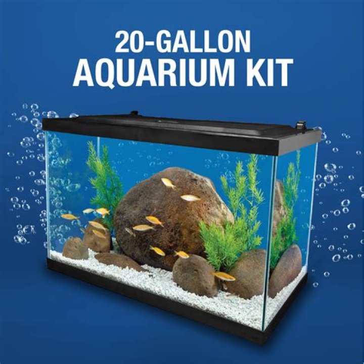 Is a 20 gallon tank too big for a betta?