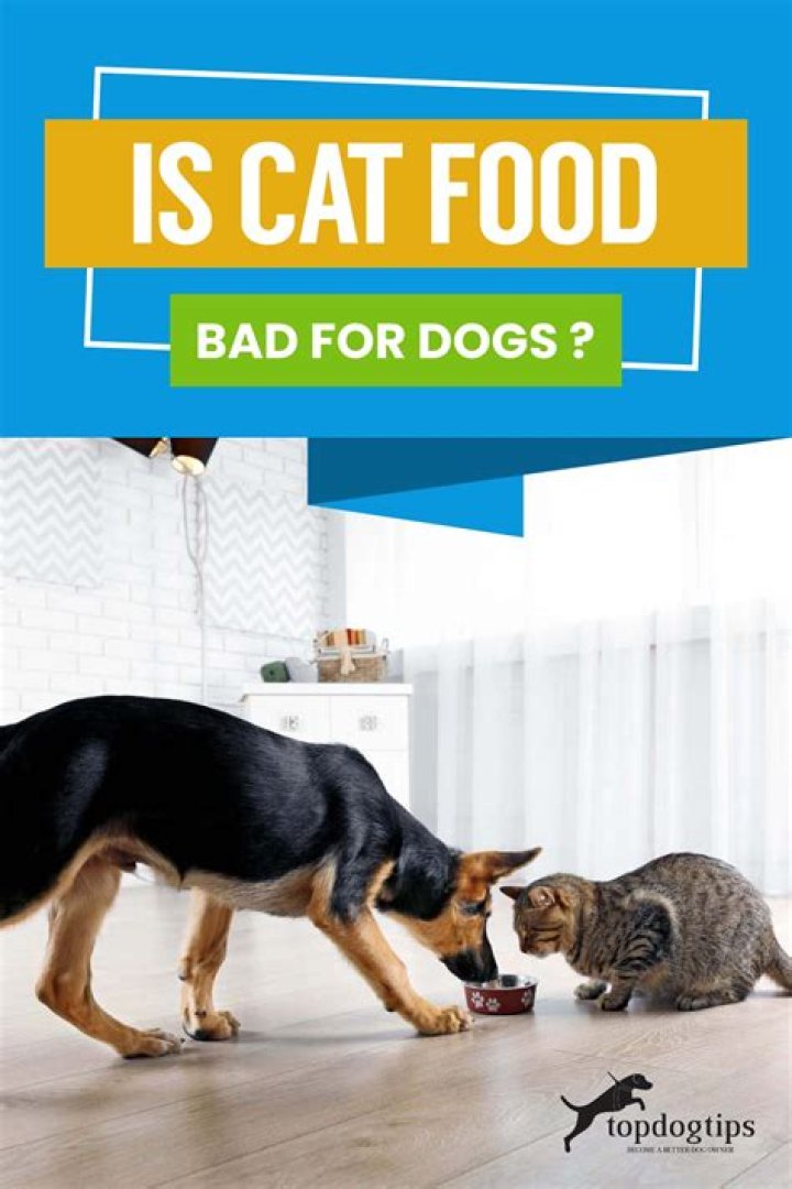 Is cat food bad for dogs?