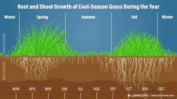 Is it OK to let your grass grow long?