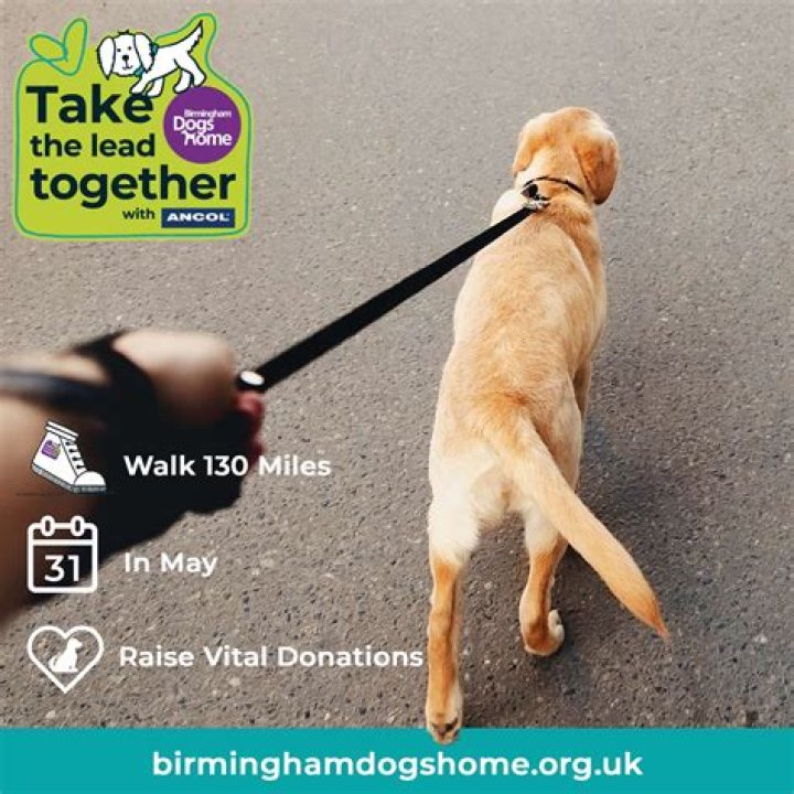 Should I walk my dogs separately?