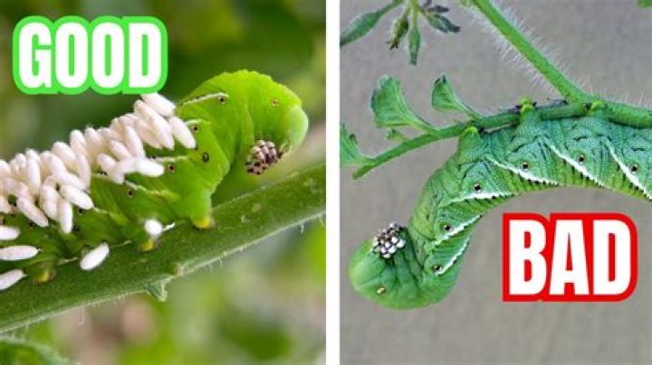 What are hornworms good for?