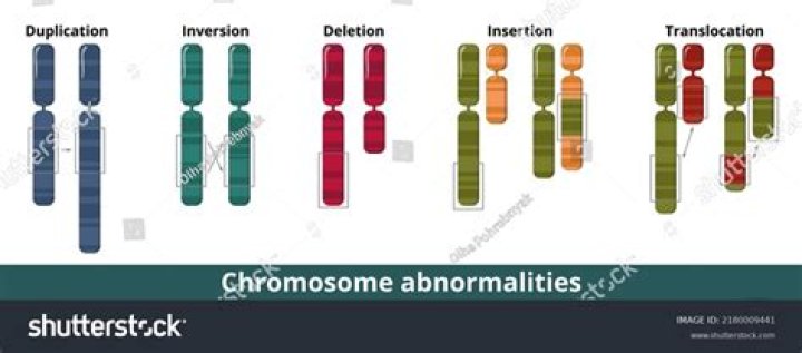What are the 4 types of chromosomal changes?