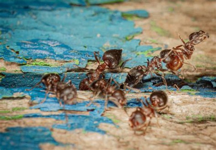 What do ants do with dead ants?