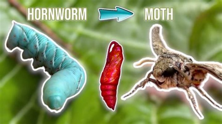 What do feeder hornworms turn into?