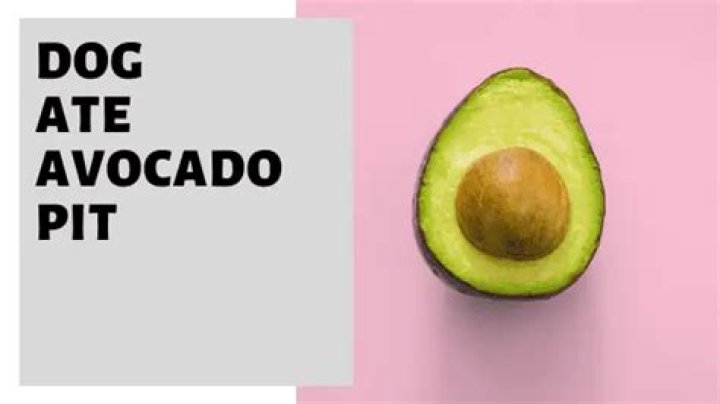 What do I do if my dog ate avocado?