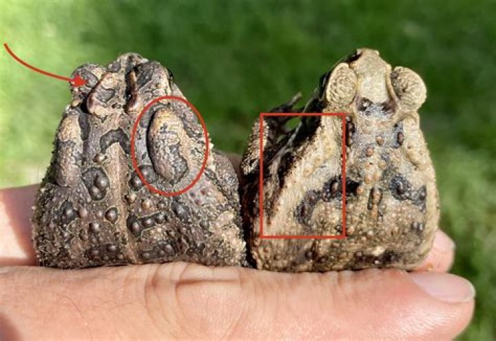 What do toads mean in Chinese culture?