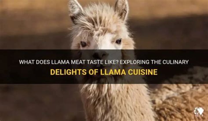 What does llama taste like?