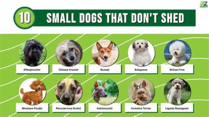 What dogs don't like that humans do?